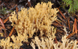 Ramaria flaccida