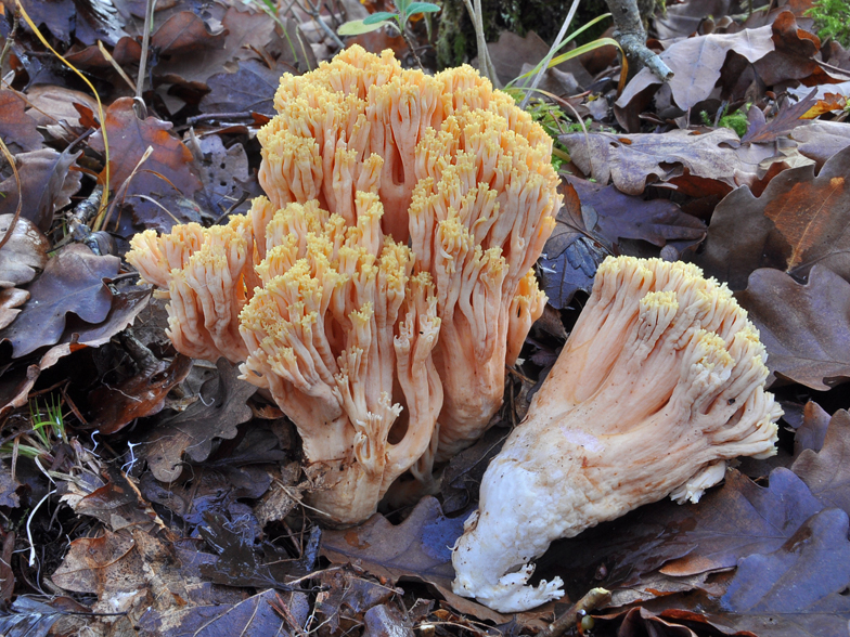 Ramaria formosa