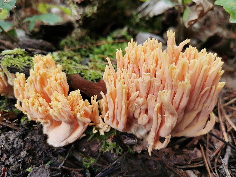 Ramaria formosa