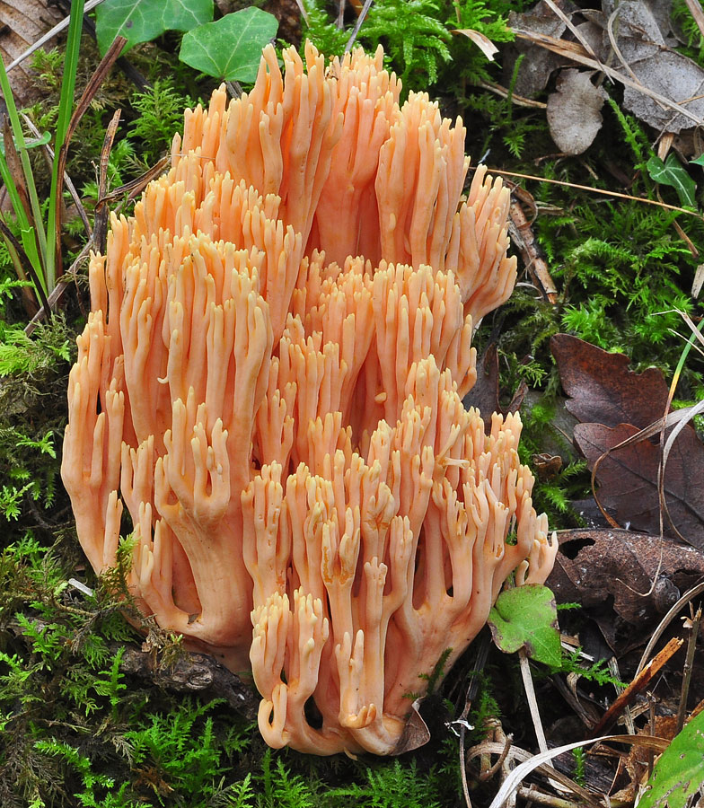 Ramaria formosa