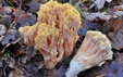 Ramaria formosa