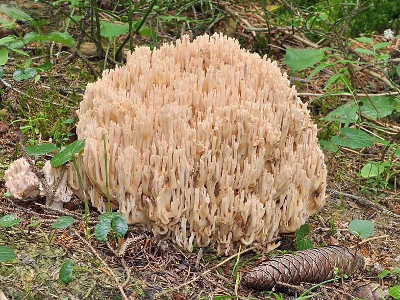 Ramaria pallida