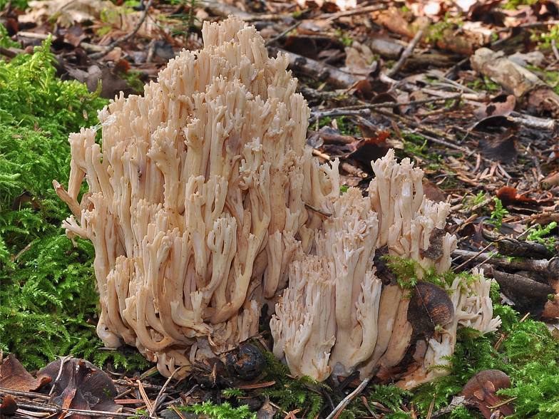 Ramaria pallida