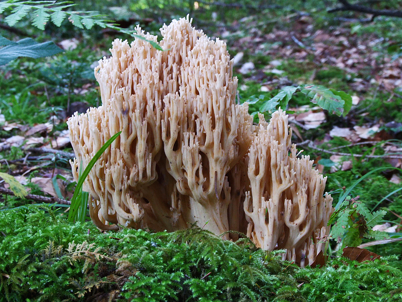 Ramaria pallida