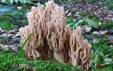 Ramaria pallida