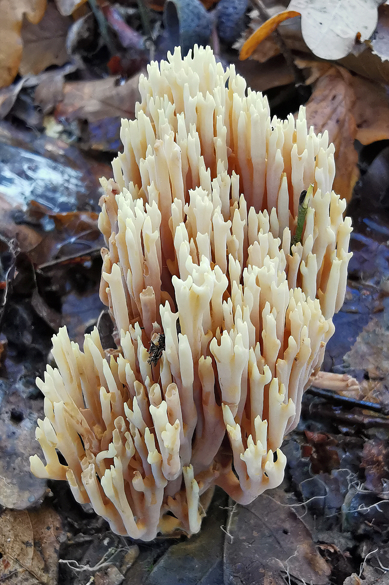 Ramaria stricta