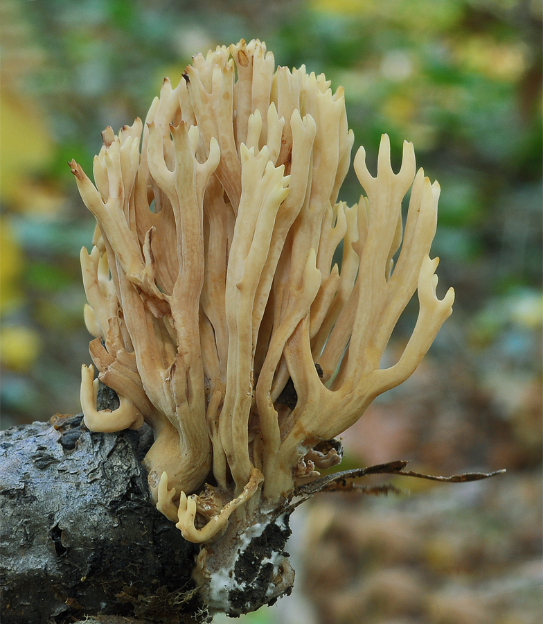 Ramaria stricta