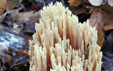 Ramaria stricta