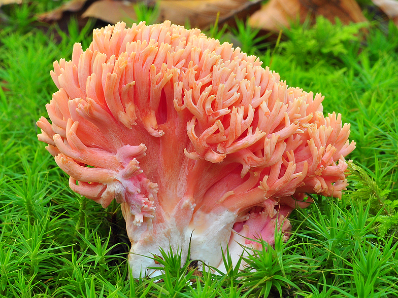 Ramaria subbotrytis