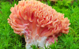 Ramaria subbotrytis