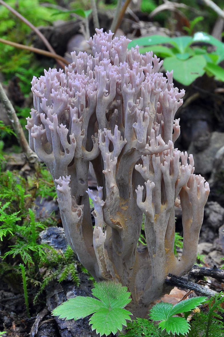 Ramaria versatilis