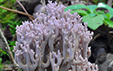 Ramaria versatilis