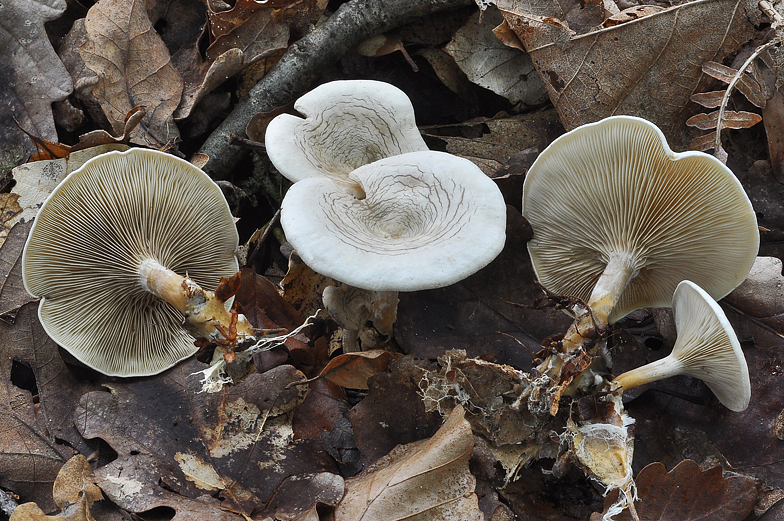 Rhodocybe mundula