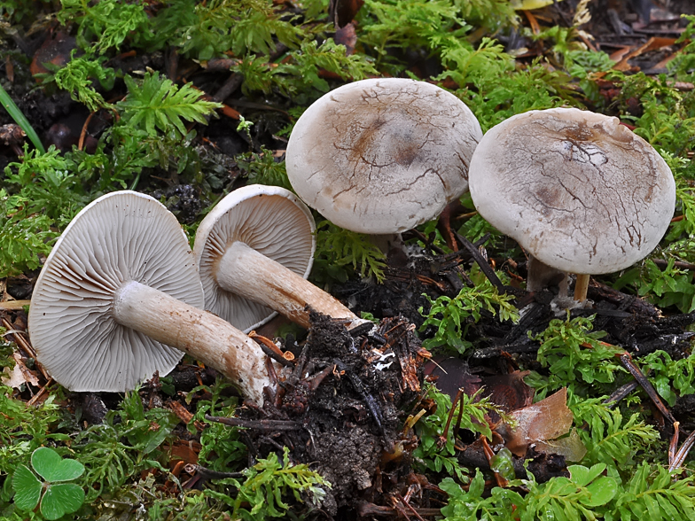 Rhodocybe mundula