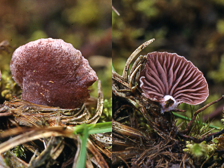 Rhodocybe tillii