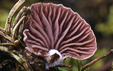 Rhodocybe tillii