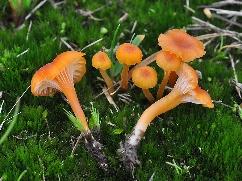 Rickenella_fibula_var_pseudocantharellus