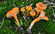 Rickenella_fibula_var_pseudocantharellus