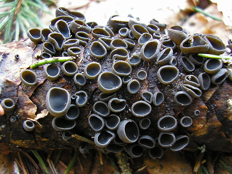 Rutstroemia bulgarioides