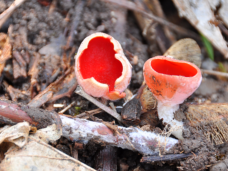 Sarcoscypha coccinea