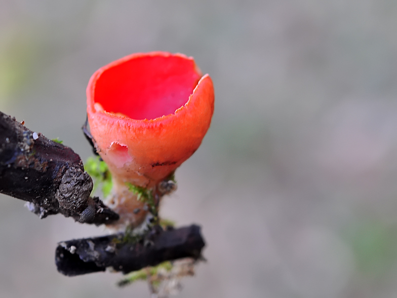 Sarcoscypha coccinea