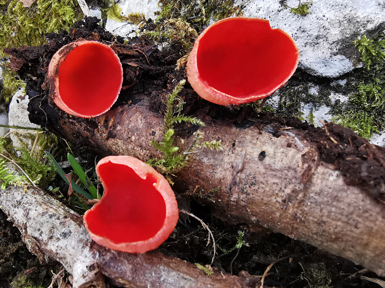 Sarcoscypha coccinea