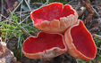 Sarcoscypha coccinea