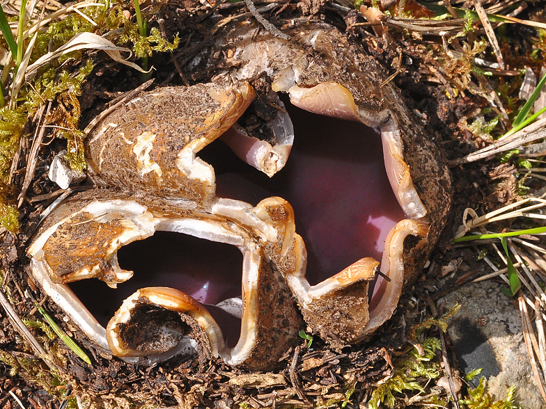 Sarcosphaera crassa