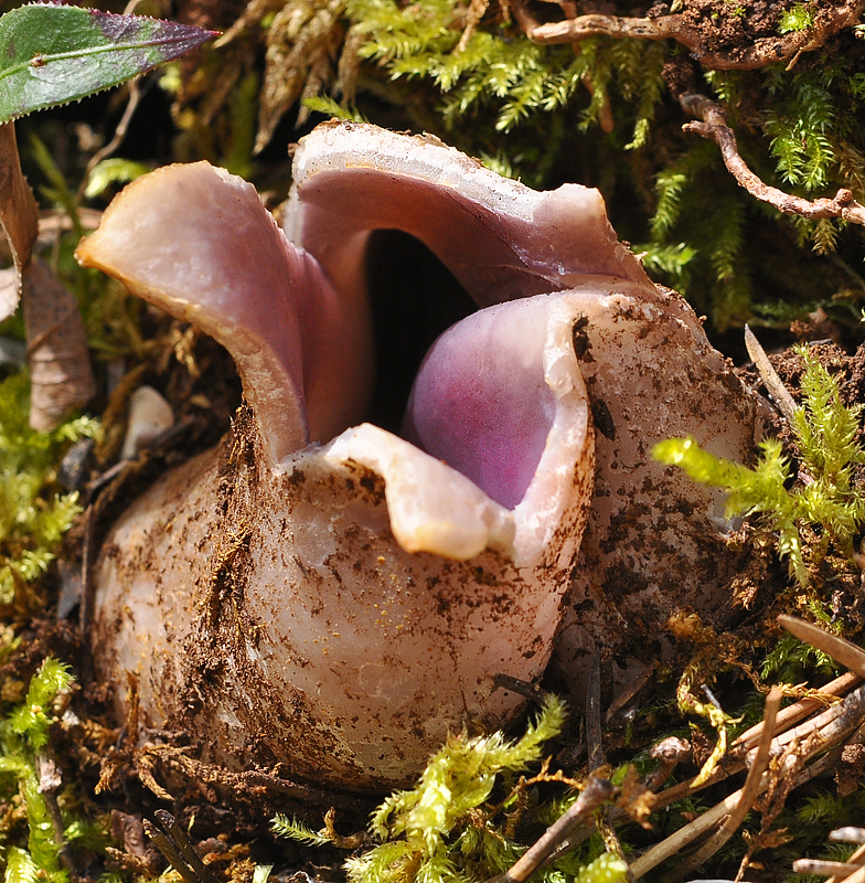 Sarcosphaera crassa