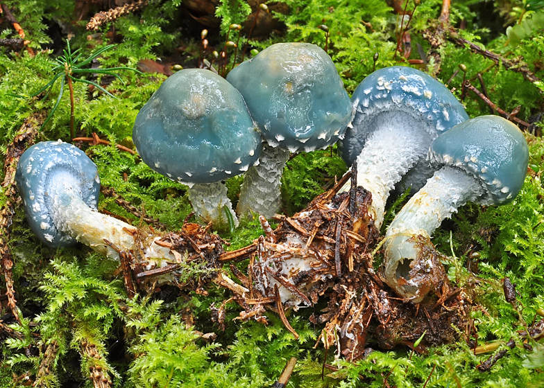 Stropharia aeruginosa