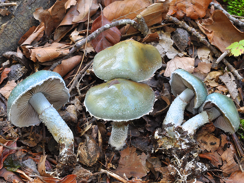 Stropharia aeruginosa