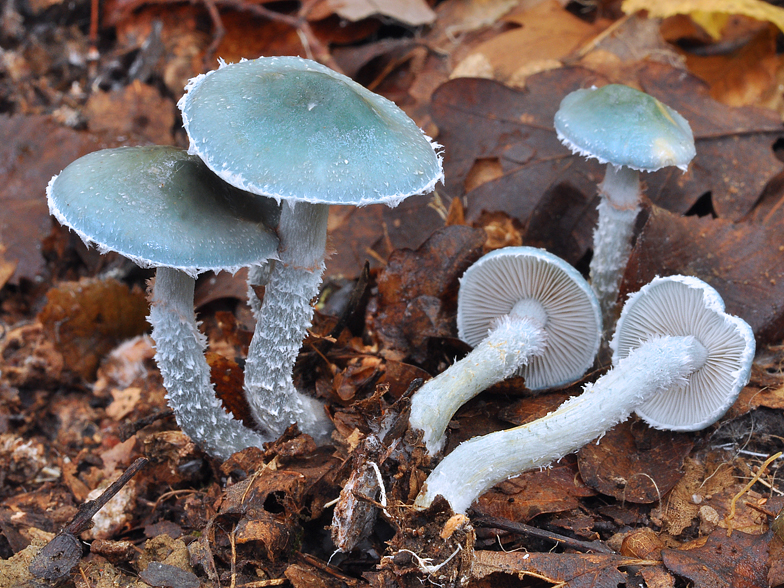 Stropharia aeruginosa