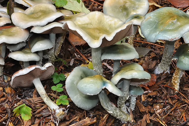 Stropharia caerulea