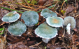 Stropharia caerulea