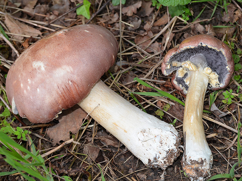 Stropharia rugosoannulata