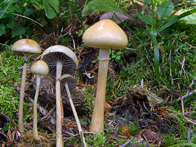 Stropharia semiglobata