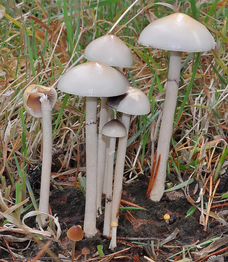 Stropharia semiglobata