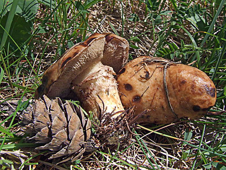 Suillus bresadolae