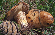 Suillus bresadolae