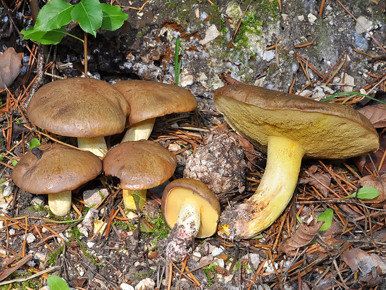 Suillus collinitus