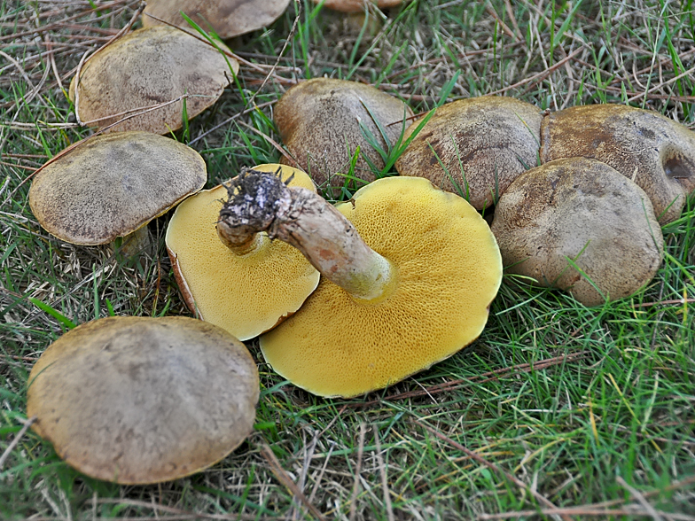 Suillus collinitus