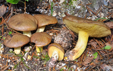 Suillus collinitus