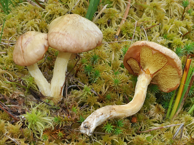 Suillus flavidus