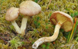 Suillus flavidus