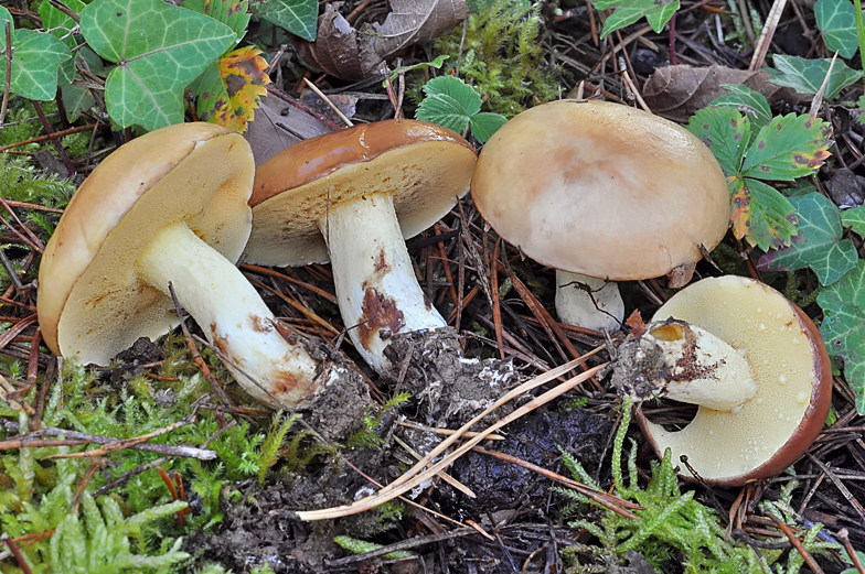 Suillus granulatus