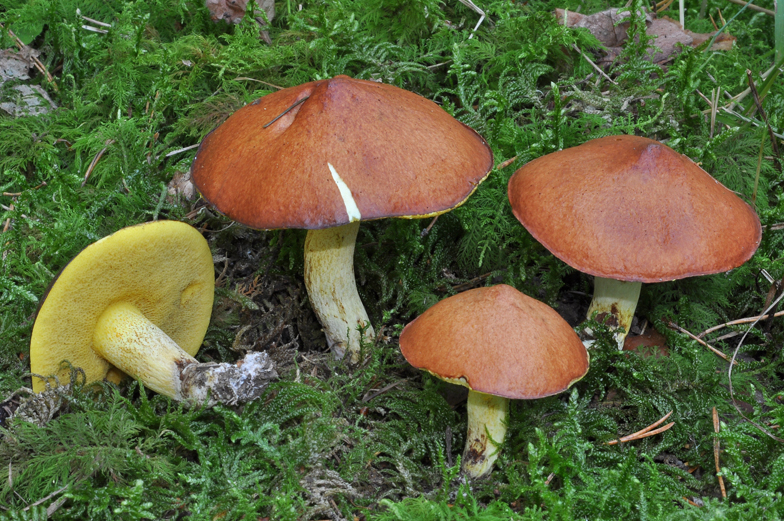 Suillus granulatus