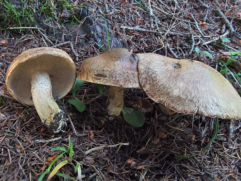 Suillus viscidus