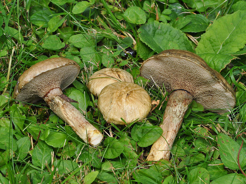 Suillus viscidus