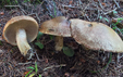 Suillus viscidus