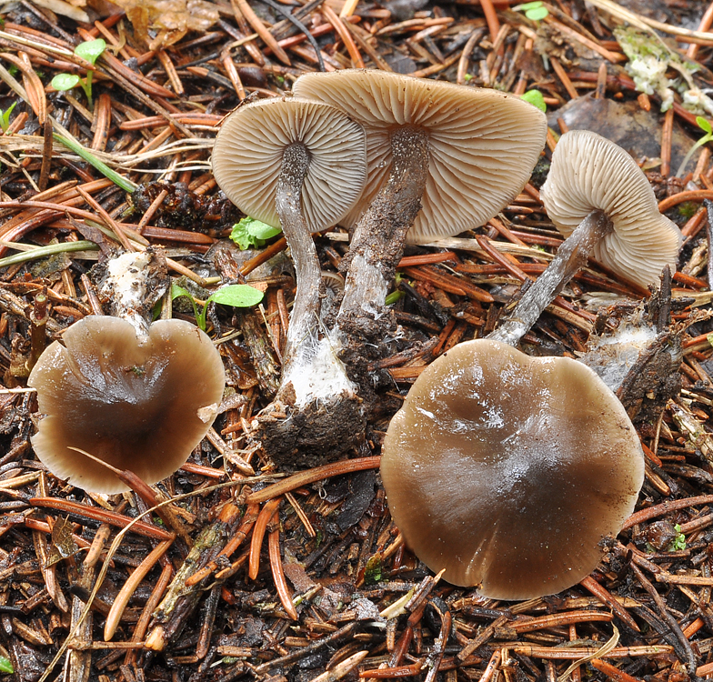 Tephrocybe boudieri